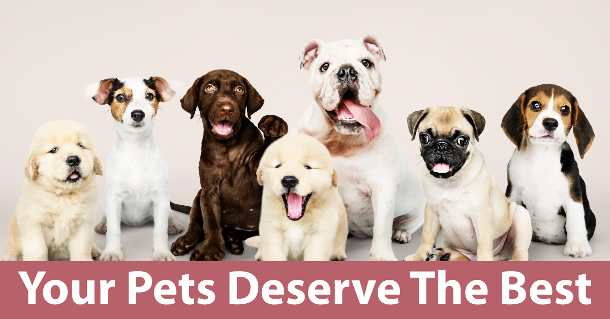 Your Pets Deserve The Best