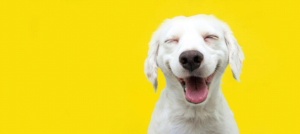 How to Tell If Your Dog Is Happy