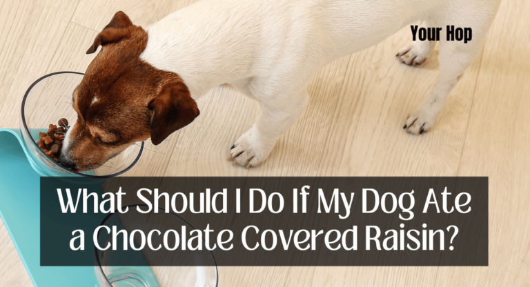 What Should I Do If My Dog Ate a Chocolate Covered Raisin