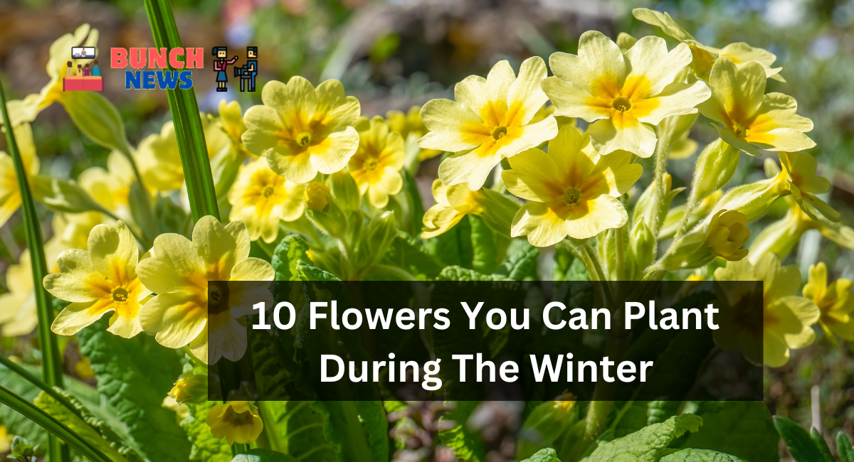 10 Flowers You Can Plant During The Winter