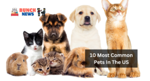 10 Most Common Pets In The US