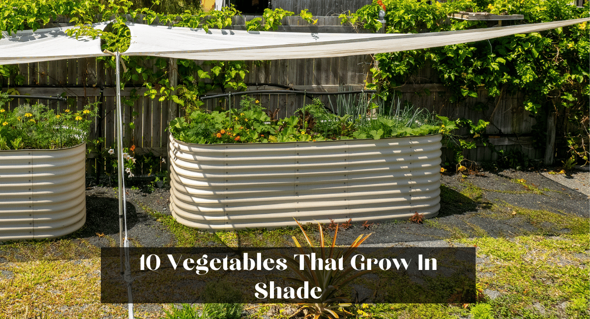 10 Vegetables That Grow In Shade