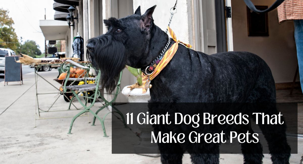 11 Giant Dog Breeds That Make Great Pets