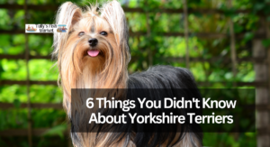 6 Things You Didn't Know About Yorkshire Terriers