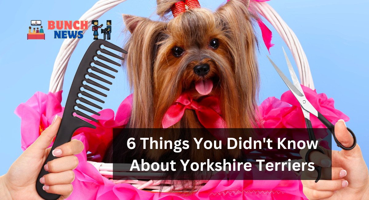 6 Things You Didn't Know About Yorkshire Terriers