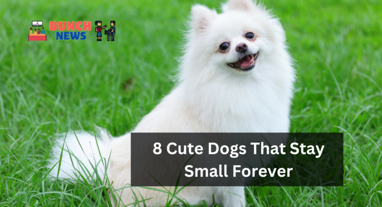 8 Cute Dogs That Stay Small Forever