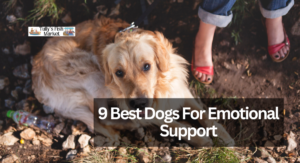 9 Best Dogs For Emotional Support