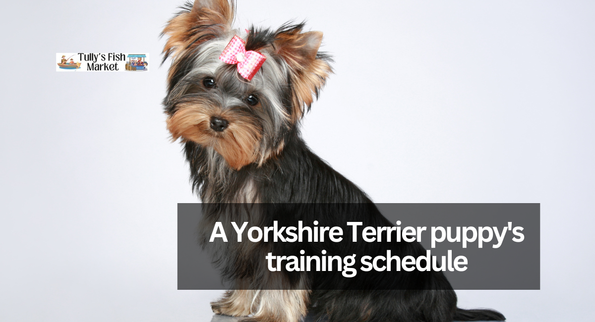 A Yorkshire Terrier puppy's training schedule