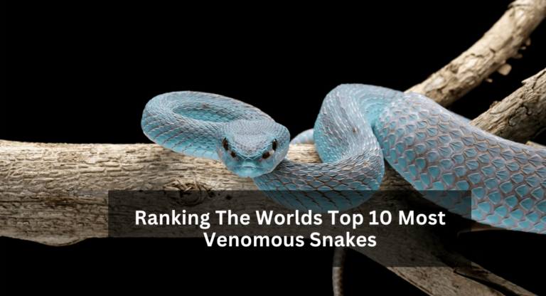 Ranking The Worlds Top 10 Most Venomous Snakes