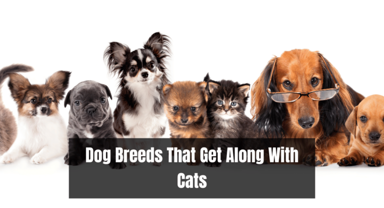 Dog Breeds That Get Along With Cats