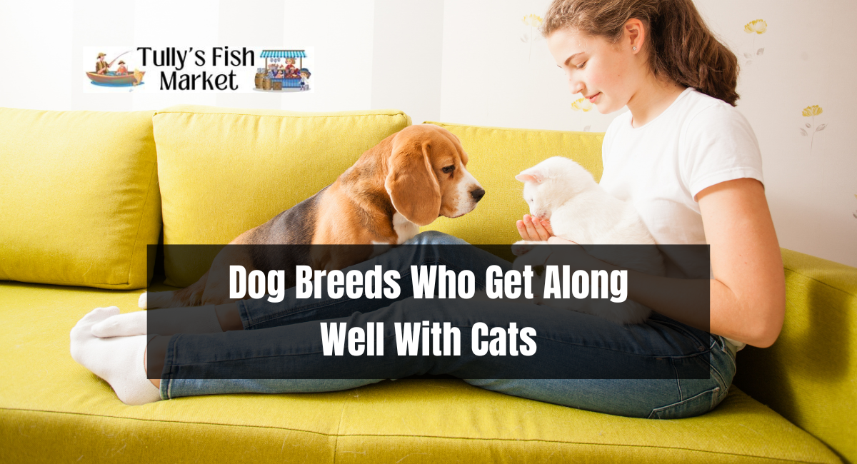 Dog Breeds Who Get Along Well With Cats