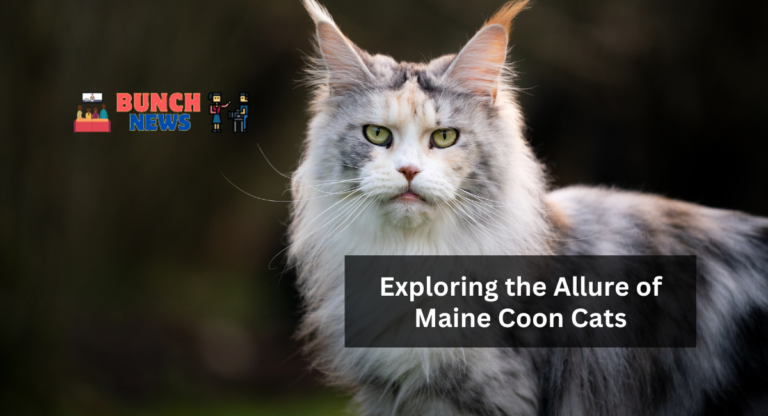 Exploring the Allure of Maine Coon Cats