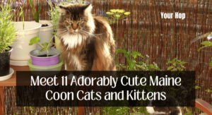 Meet 11 Adorably Cute Maine Coon Cats and Kittens