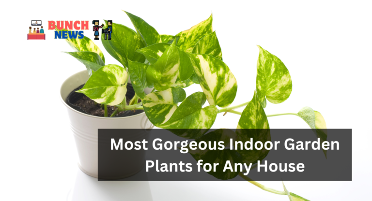 Most Gorgeous Indoor Garden Plants for Any House