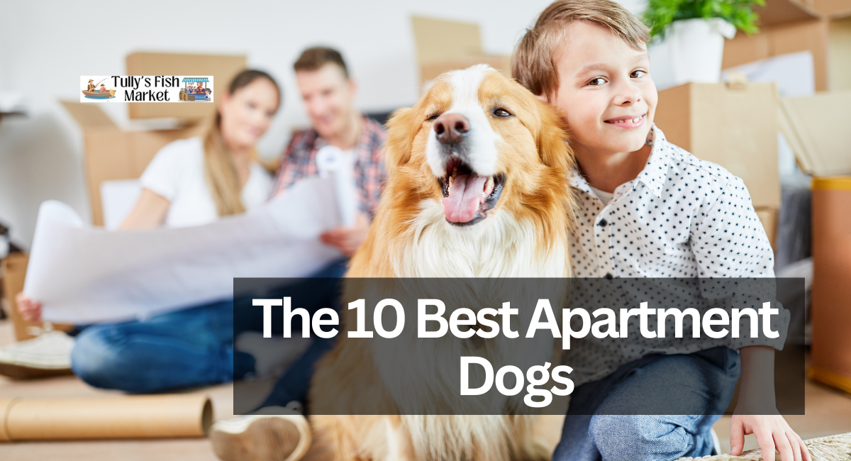 The 10 Best Apartment Dogs