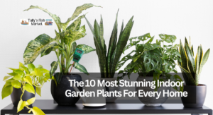 The 10 Most Stunning Indoor Garden Plants For Every Home