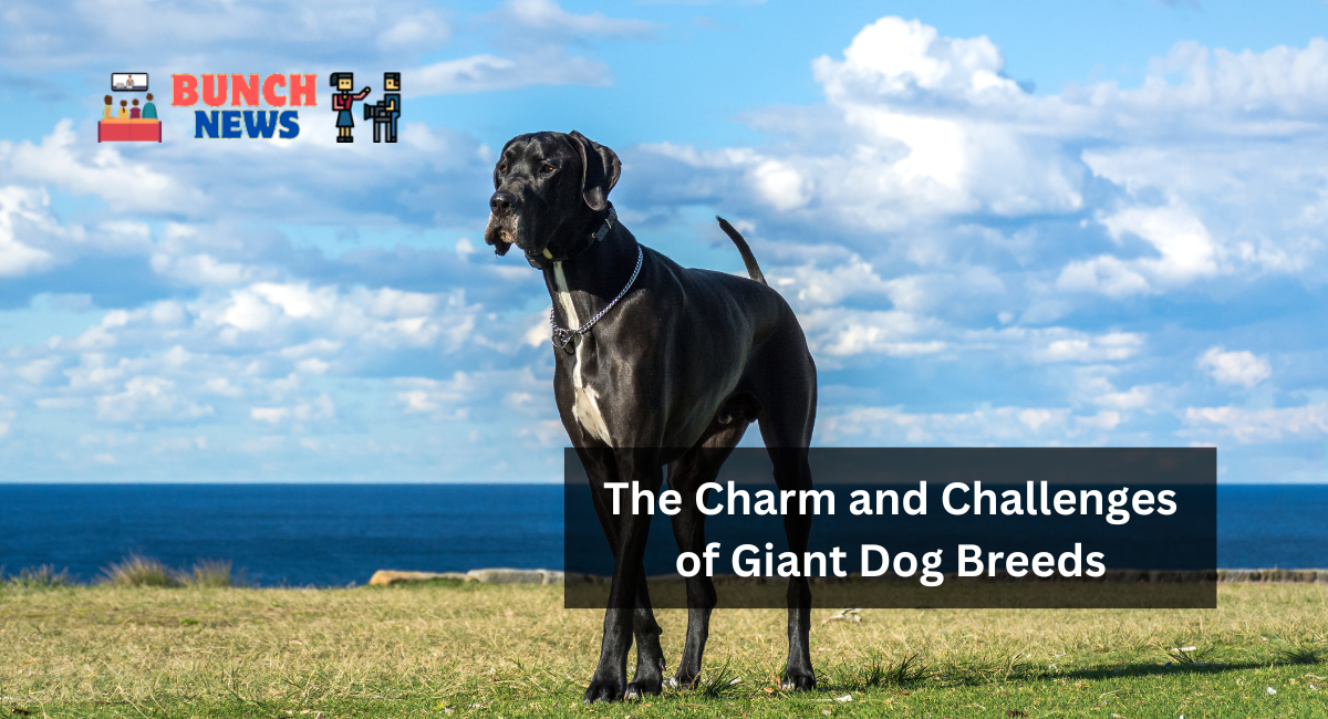 The Charm and Challenges of Giant Dog Breeds