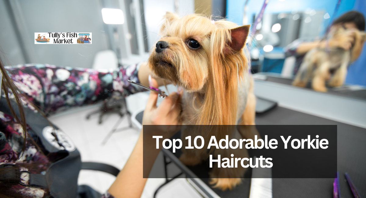 Top 10 Adorable Yorkie Haircuts