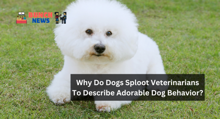 Why Do Dogs Sploot Veterinarians To Describe Adorable Dog Behavior?