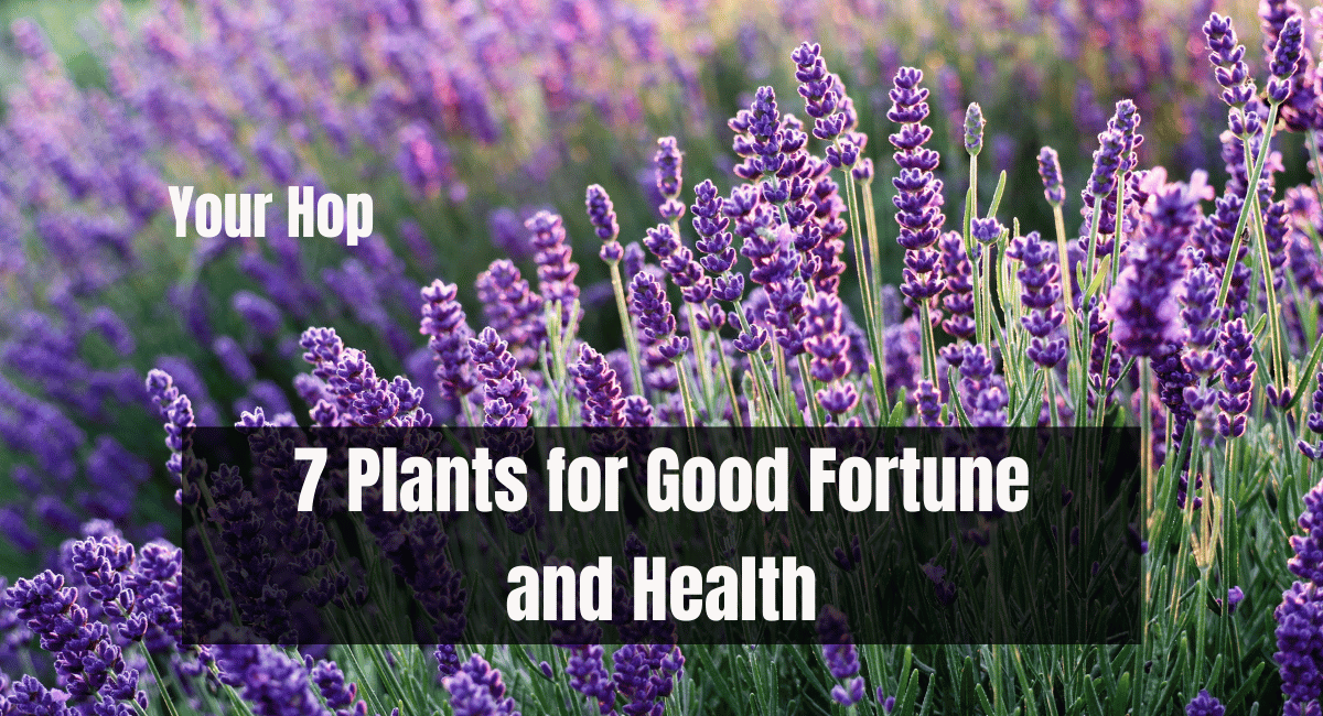 7 Plants for Good Fortune and Health