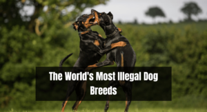 The World's Most Illegal Dog Breeds