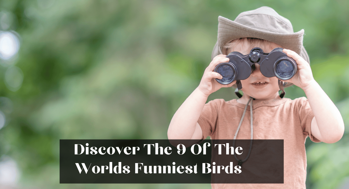 Discover The 9 Of The Worlds Funniest Birds