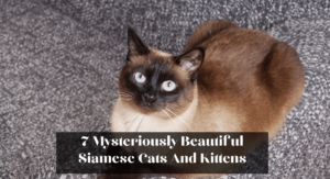 7 Mysteriously Beautiful Siamese Cats And Kittens