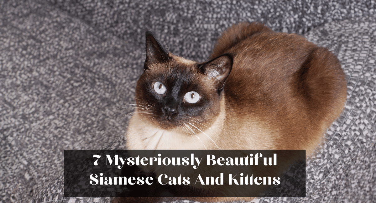 7 Mysteriously Beautiful Siamese Cats And Kittens