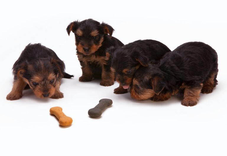 black and tan yorkshire terrier puppy