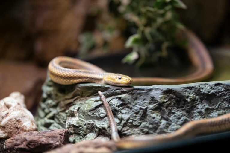 snake on a rock