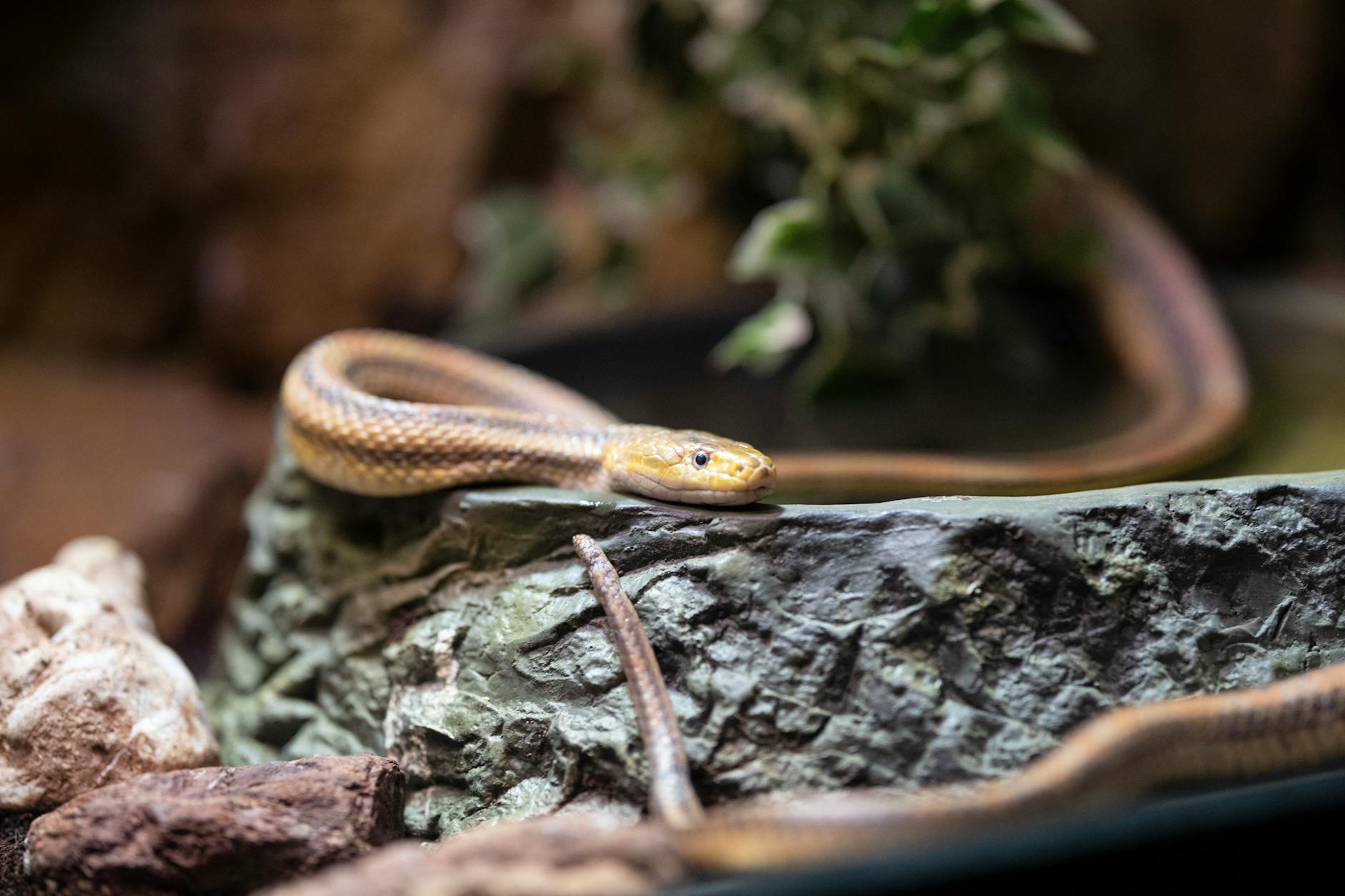 snake on a rock