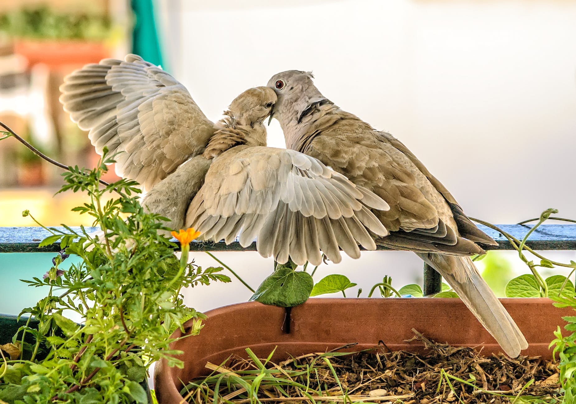 two brown feathered birds perched on black metal bar near green plant at daytime