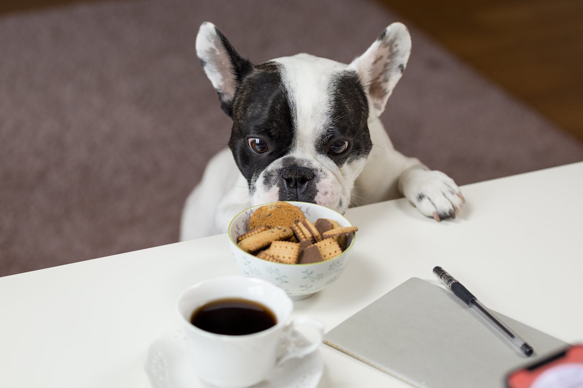 white and black english bulldog stands in front of crackers on bowl at daytime