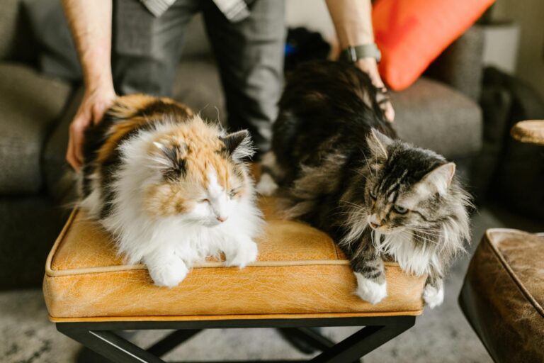 photo of cats lying on ottoman